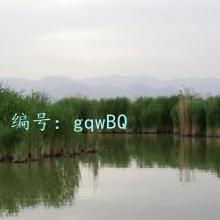 α