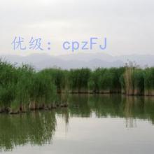 α
